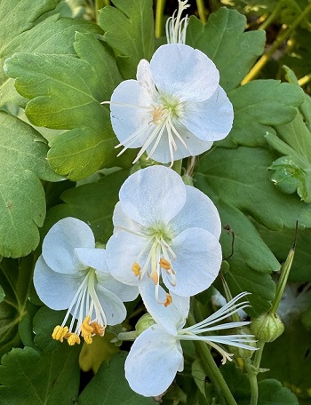 Geranium macrorrhizum 'Snow Sprite'